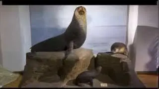 Family Life of the Brown Fur Seal