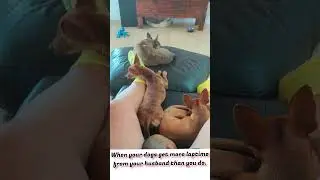 When your dogs 🐶 get more lap time from your husband than you do 🥲🌹 #cutepets #doglove #dog