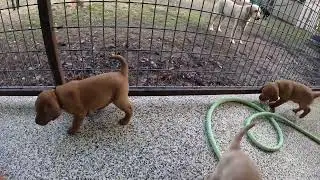 Jolene & Alani's puppies playing. 5 1/2 weeks old