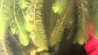 suction harvesting