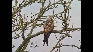 Birding Therapy | Red Kite | R&ouml;d Glada