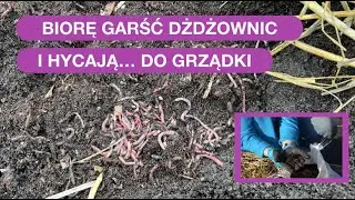 Dżdżownice Dodaj Do Grządki, By Gleba Była Żyzna, Uważaj By Nie Uciekły