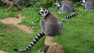 Lemur Talk and Feeding - Cotswold Wildlife Park