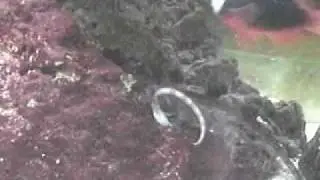 Feeding Serpent Star