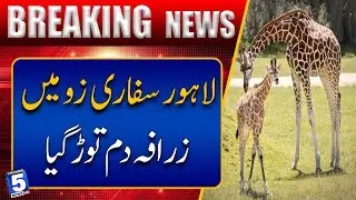 A giraffe at Lahore Safari Zoo has died | Channel5NewsHD