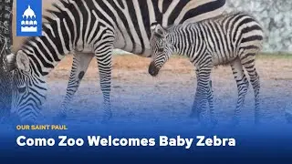 Our Saint Paul | Como Zoo Welcomes Baby Zebra