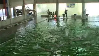 Vaterpolo -Veljko Kotarica 2002  2018 20190519092052.mpg
