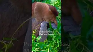 The proboscis monkey #wildlife #proboscismonkey #borneo #wildlifeanimals