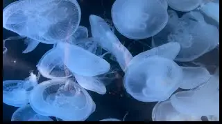 上越市立水族博物館 -Joetsu Aquarium