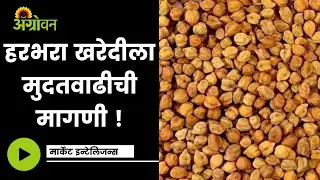 राज्याची Chana Procurement सुरु करण्यासाठी Central Government कडे मागणी|Chana Procurement|Agrowon