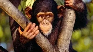 Chimpances Casi Humanos | Documental | Primates evolucionando