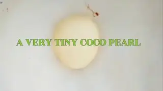 A VERY TINY COCO PEARL #plants #plants #satisfying #asmr