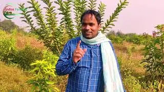 My organic mango farm tour || integrated farming || natural food forest || indias farming