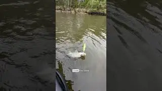 Robalo na superf&iacute;cie? Isca Bonnie 95 Jackall - Vara Araki 12lb 6&rsquo;4