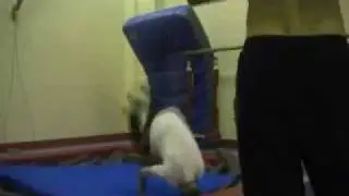 CCPK Europa Gym Parkour/Flips and Stuff Video