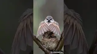 Being Father is Not Easy ! Sparrow protects chicks from rain 🌧️ 🐦 Ai