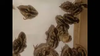 আলহামদুলিল্লাহ আল্লাহর অশেষ রহমতে ৪৬ বাচ্চা ফুটে বাহির হয়েছে।#chicken#birds 