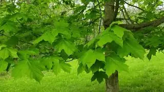ID That Tree: Black Maple