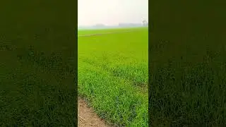 #Kitna pyara tujhe Rab Ne banaya#shortclips