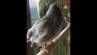 FINCH  | FINCHES BIRDS LOVE | AVIARY | Time to get pretty 😍