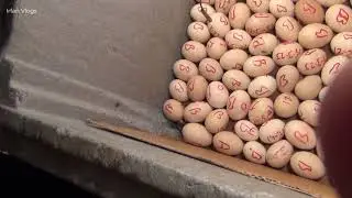 eggs hatching process Hindi  & Urdu