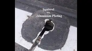 Aluminum Chewing Squirrel Makes Hole | Power of Squirrel Teeth