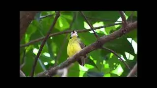 Il mondo degli uccelli: White faced Robin (Tregellasia leucops), Pigliamosche facciabianca