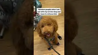 An Average Outing with my Service Dog
