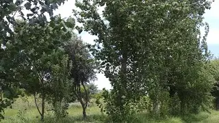 Poplar Tree - Populus deltoides - Eastern Cottonwood - Amazing Farm - Engineer Ka Bagh