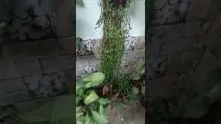 Turtle vine plants #garden#gardening tips#ytshort