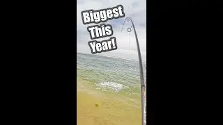How I Caught My BIGGEST Fish!! fishing saltwater bluefish