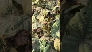 Blister beetle in mungbean fields