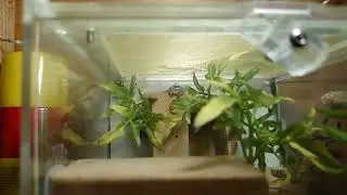Jumping spider gets a fly @Berty-TheSpiderman 