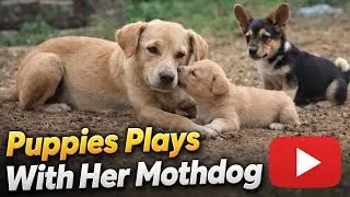 Puppies Play With Their Mother 🐶❤️ | Pure Love Scene #puppies 