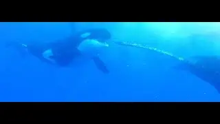 Ultrarare! Never before filmed. A pack of orcas hunt a humpback whale and her calf.