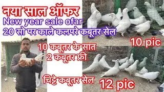 Mo.99270 91450 नया साल ऑफ़र कलदुमे कबूतर संभाली चिट्टे कबूतर सेल New year ofar Kabootar sale Irshad