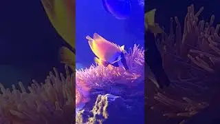 Most Beautiful Anemones