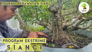 Bonsai Sianci - bonsai tree (@abadibonsai6982 )