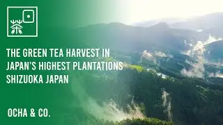 Japanese Tea Farm: First Flush Harvest and Processing in Japan's HIGHEST Plantation