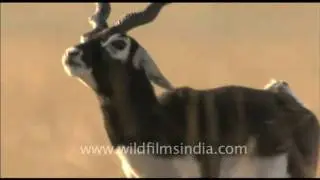 Twisted horns of Blackbuck