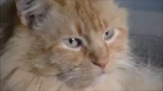 MAINE COON NAMED SWEETIE JUST CHILLING AND GROOMING PET LOVERS GOT TO GET ONE CLOSE UP VIEW CATS FYI