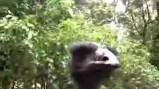 ZOO  SAFARI SP