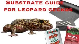 Detailed Substrate Guide for you leopard geckos, what to use and not use. #holygeckosquad #capcut 