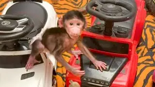 У Николь сегодня ГИПЕР АКТИВНОЕ состояние, она бегает как электровеник😂