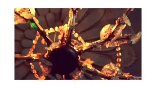 Erica Bacon's Reel