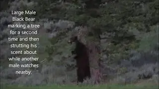 Large Bear Marking Tree Second Time June 15 2019 2031GV
