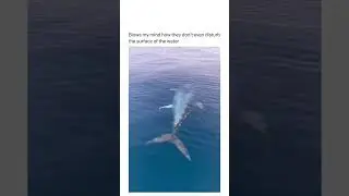 Bluefin Tuna swimming so fast without even disturbing surface