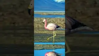 Andean Flamingo Bird Sounds 4K | Rare Phoenicoparrus andinus Calls | Laguna Colorada Ambience