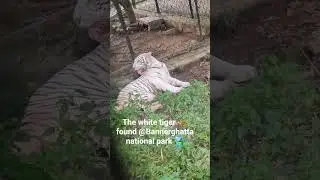 #tiger Zinda hai #Bengaltiger #wildlife #tiger #bigcat #animals #tigerspotted #angrytiger #maneater