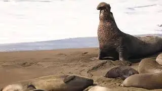 Birthing Season at the Elephant Seal Rookery